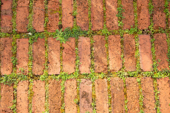 Green plants growing between the seams of a brick pavement, Auckland, New Zealand