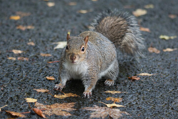 grey squirrel begging for food in the park