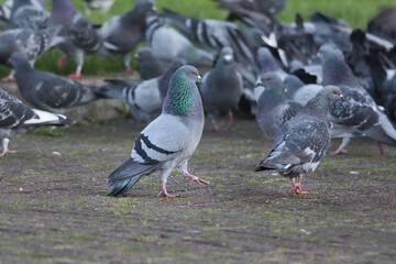 Obraz premium pigeon flirting in a group of pigeons