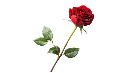 Stunning Red Rose with Lush Green Leaves