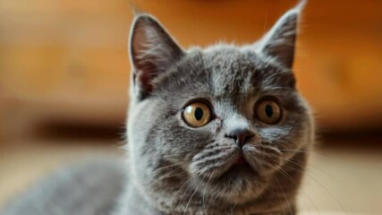 Video with a surprised cat opening its mouth. Ideal for humorous videos, advertising of pet products, social networks, entertainment portals and educational projects.

