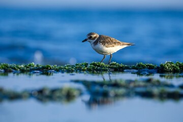 Shorebird on a Mossy Rock by the Ocean