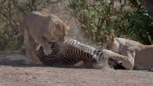 An intense wildlife action shot of two lionesses in Botswana taking down a zebra in a dramatic struggle, showcasing raw power and survival instincts in the African savannah.