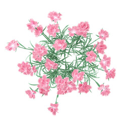 3d rendering of China pink plant isolated on transparent Canvas from the top view