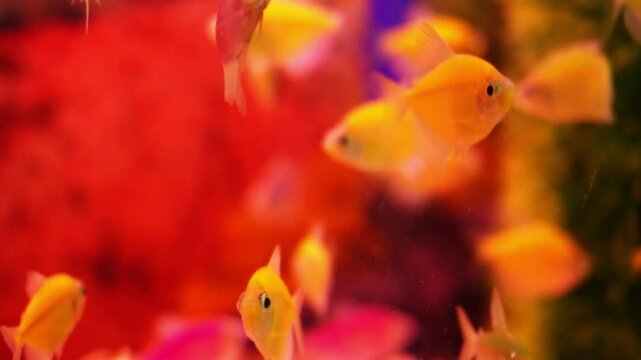 Tropical colored glofish or glow fish swimming in aquarium. It is a species of Zebra fish (Zebra Danio) that has colorful neon lights, from Cyprinidae family.