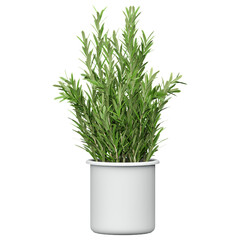 Green beautiful Rosemary plant in pot isolated on Canvas