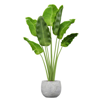 collection of Alocasia brisbanensis plant in planter with realistic style