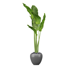 collection of Strelitzia Nicolai plant in pot with realistic style