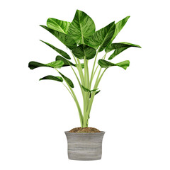 Fototapeta premium Green beautiful Alocasia plant in planter isolated on Canvas