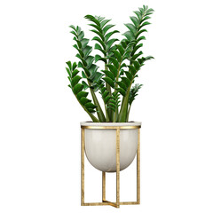 Green beautiful Zamioculcas zamiifoli pant in planter isolated on Canvas