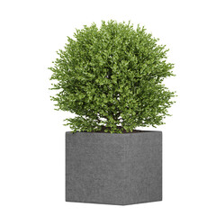 Potted Box Pothos plants isolated on transparent Canvas
