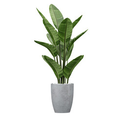 3d illustration of Strelitzia nicolai plant in planter isolated on transparent canvas