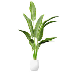 collection of Strelitzia nicolai Plant in white planter with realistic style