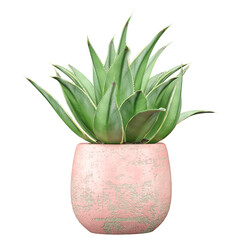 Indoor Agave chiapensis plants in  planter isolated on transparent Canvas