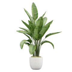 Fotobehang Planten Potted green Strelitzia nicolai plants isolated on transparent Canvas  © Fouzia