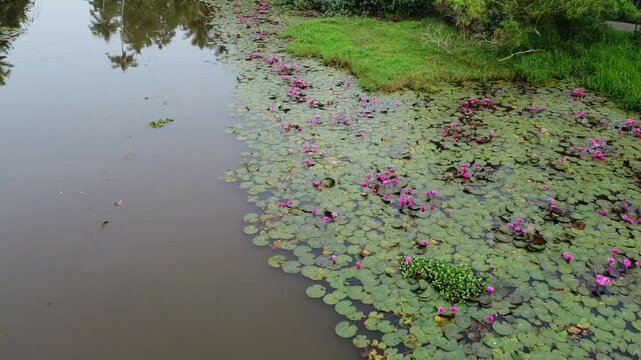 Algal blooming, Aerial view of a stream full of red lotuses in bloom. A beautiful view from a village in Kerala. A perfect atmosphere for taking photos. Grasses lie in the water, pollute the water.