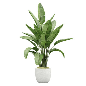 Fototapeta Potted green Strelitzia nicolai plants isolated on transparent Canvas