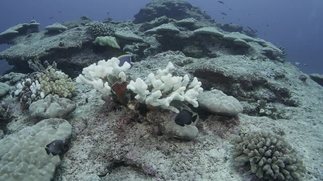 This video show coral bleaching in the Andaman Sea; Surin and Similan Islands of Thailand, and the Mergui Archipelago of Myanmar or Burma.
