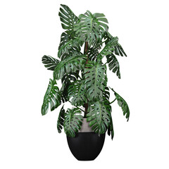 Swiss cheese plant in ceramics & marble pots isolated on transparent canvas