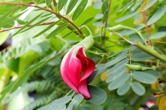 Bright red flower of Sesbania Grandiflora blooming on branch with green leave in Thailand. Common name Butterfly tree, Vegetable humming bird, Agast.