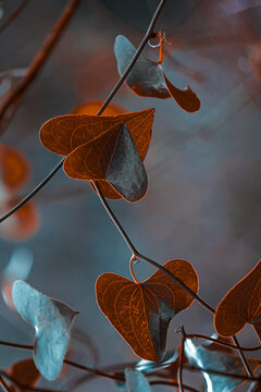 Evergreen climber Smilax aspera, bindweed, sarsaparille, in the nature, heart shape