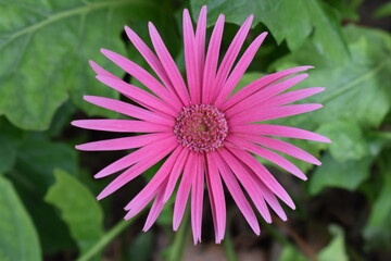 Obraz premium pink flower