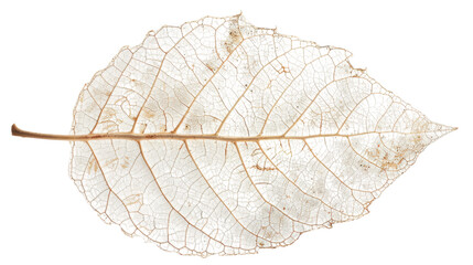 Obraz premium Delicate Leaf Structure - A Detailed View