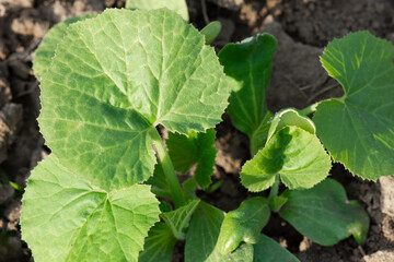 Young pumpkin sprouts (cucurbita). Green fresh leaves of zucchini. Growing vitamin green plants in the vegetable garden.