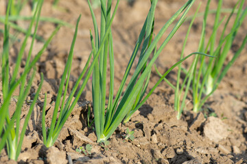 Young shoots of Allium cepa on the vegetable bed in spring. Growing vitamin green plants in the vegetable garden.