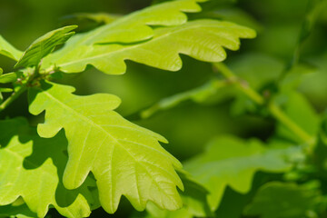 Background of young oak leaves in spring in the forest.