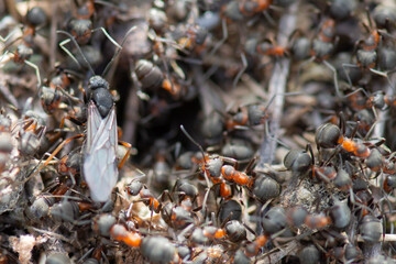 A colony of wood ants (Formica rufa) close-up.