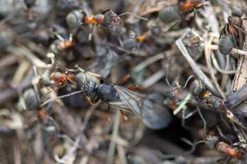 Colony of wood ants (Formica rufa), winged female queen close-up. Social hymenoptera insects.