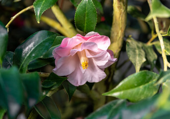 Elegant pink camellia flower with a radiant yellow center, surrounded by lush green foliage, captured in soft natural lighting