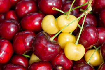 Ripe red and yellow cherries background. Berries and fruits are a source of vitamins for human health.