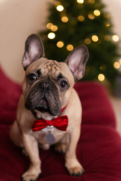 French Bulldog in Festive Bow Tie with Christmas Lights