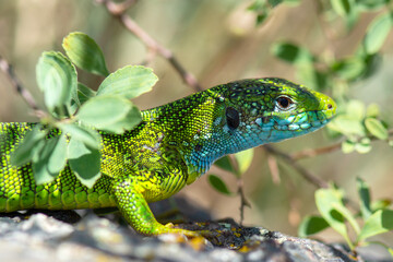 Male European green lizard (Lacerta viridis) in summer. Side view.