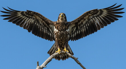 Eagle on branch
