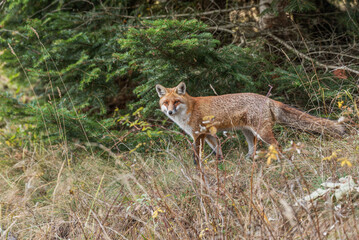 Red fox Vulpes vulpes in the forest