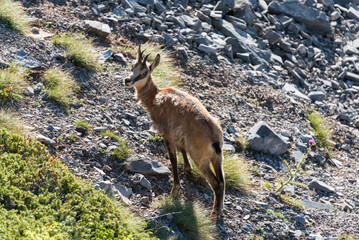 Young chamois in Olympus mountain