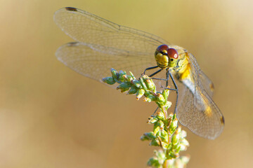 Sympetrum vulgatum. large beautiful dragonfly on a branch, green plant, close-up. dragonfly sits on the grass in the field. dragonfly with big eyes. small predator. macro nature