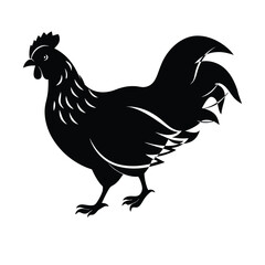 rooster isolated on white background