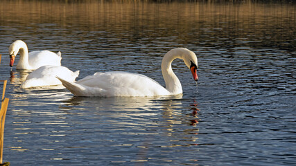 Swan. bird on the water. white swans swims in a lake. big beautiful swans floats on the river on a beautiful autumn day, at sunset. spring on the lake. wild bird, natural. family of white swans