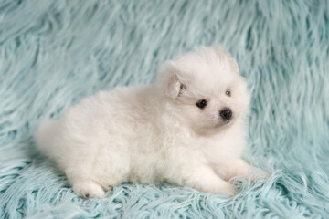  A white Pomeranian puppy lies on a turquoise fur background. The puppy is shown in full length and slightly looks to the side of the frame.