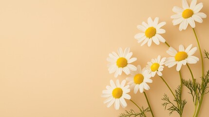 Naklejka premium White daisies and other blossoms bloom against backgrounds of white and sunshine yellow