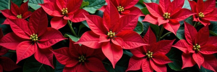 Vibrant red poinsettia blooms arranged in a festive wreath , winter, tradition, holiday wreath