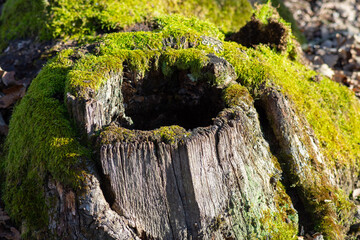 Moss and lichen on a tree stump. Old tree in the forest. Natural wood plank.