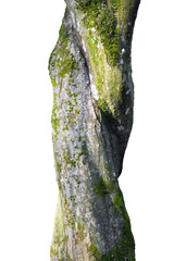 Tree trunk, spirally twisted and covered with moss. Natural wooden background, isolate on white background.