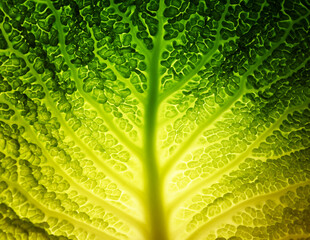 Summer leaf abstract texture background