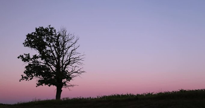 a half withered tree grows at sunset, a deciduous tree half of which is leafless against the background of a red blue sky at dusk
