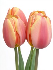 tulip flower isolated on white background